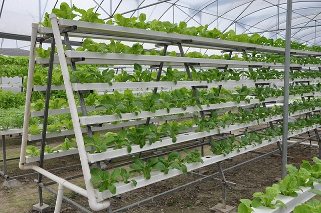 Aquaponics Nft Channel System for Lettuce Greens Growing