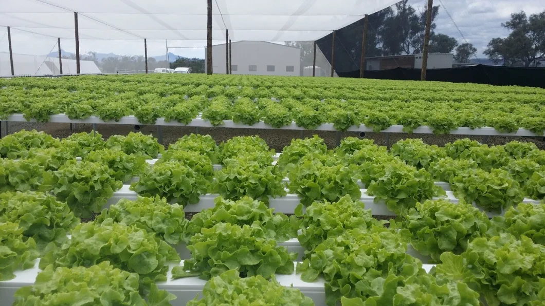 Vertical Indoor Hydroponic PVC Nft Micro Greens Growing Trough Hydroponics System