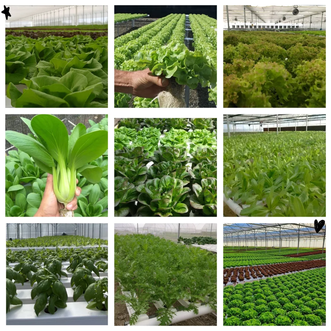 Aquaponics Vegetable Growing System Hydroponics PVC Nft Channel Micro Greens Growing Gutter Greenhouse System